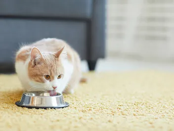 My Cat Makes Weird Noises When Drinking: 6 Vet-Verified Explanations