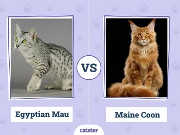 Egyptian Mau Cat vs Maine Coon Cat: Vet-Verified Key Differences (With Pictures)
