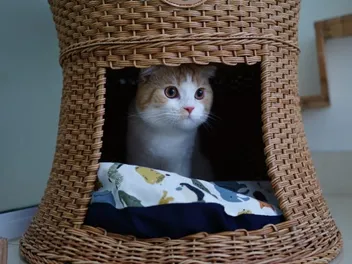 8 Easy DIY Cat Cave Plans You Can Make Today (With Pictures)