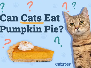 Can Cats Eat Pumpkin Pie? The Interesting Answer