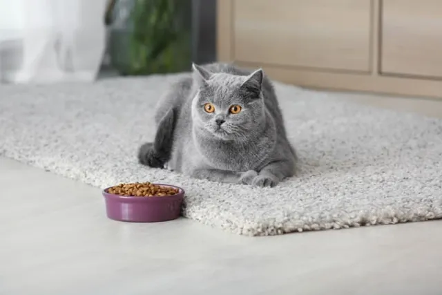 Why Has My Cat Stopped Eating Dry Food But Still Eats Treats? 6 Reasons