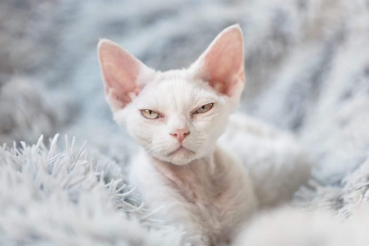 sassy short-haired cat