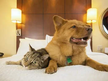 10 Pet-Friendly Hotels in Denver, CO (2026 Guide)