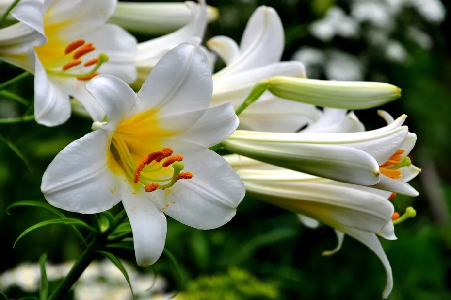 white lillies