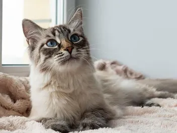 What Is a Cat Scent Soaker? Pros, Cons & FAQ