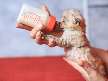 Weaning Kittens: Vet-Reviewed Guide for How & When to Do It