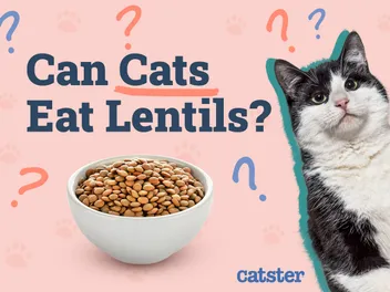 Can Cats Eat Lentils? Vet-Reviewed Nutritional Facts & FAQ