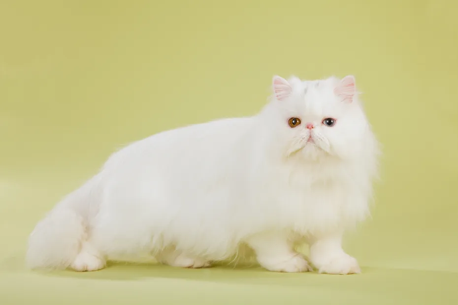 SIlver Chinchilla Persian cat