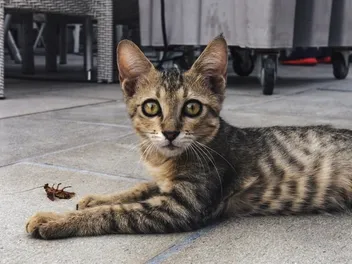 Do Cats Keep Bugs Away? Vet-Reviewed Facts