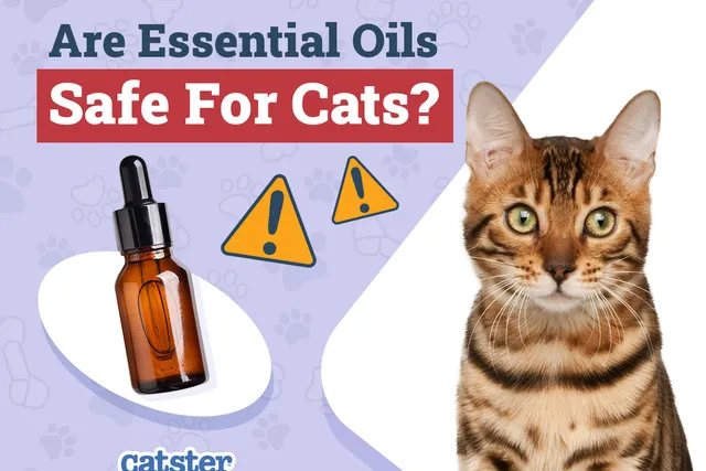 Are Essential Oils Safe For Cats? Vet-Reviewed Facts