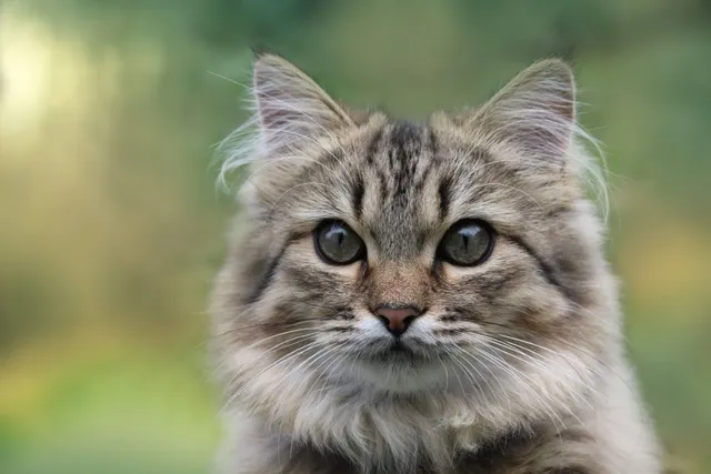 How to Tell Cat Gender By Face? 3 Vet-Approved Ways