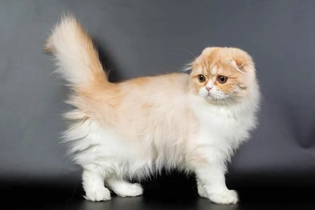 Long Hair Scottish Fold Cat: Info, Facts, Pictures & History