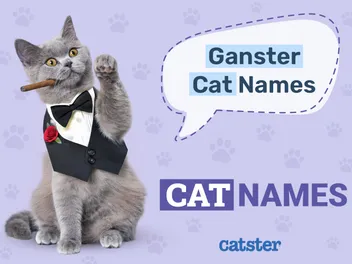 90 Gangster Cat Names: Ideas for Your Badass Feline