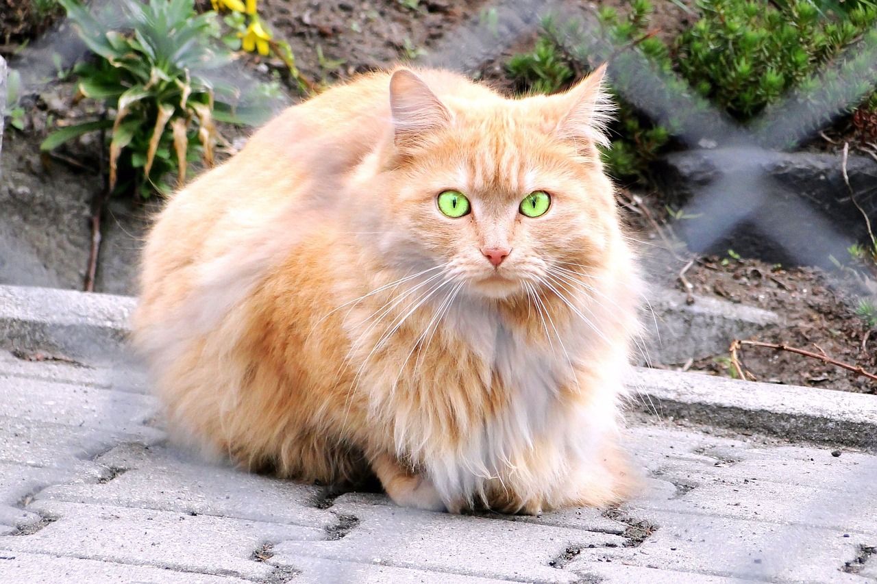 doll faced persian