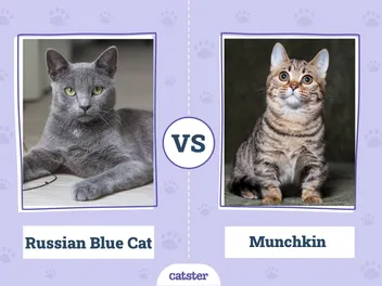 Russian Blue vs. Munchkin Cat - What's the Difference? (With Pictures)
