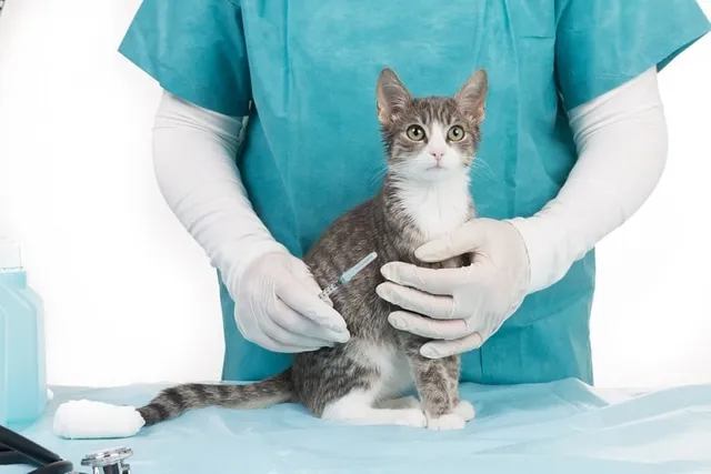 How to Prevent Diabetes in Cats: 7 Vet-Reviewed Tips