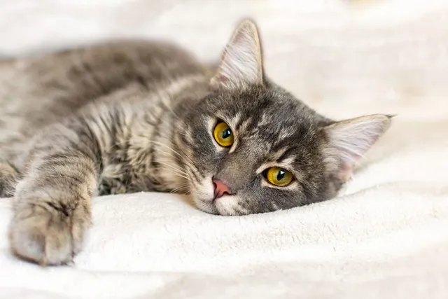 Vet Clinic Is Closed, What Do I Do? 5 Vet Approved Steps & Options