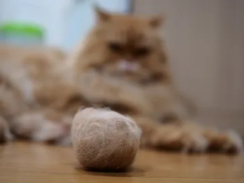 Do Cats Cough up Hairballs? Vet Reviewed Myth vs. Fact