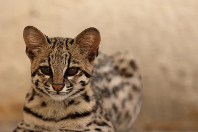 Ashera Cat Breed: Info, Pictures, Traits, Facts & More