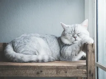 How Is My Cat Sleeping with Their Head Up? Vet-Reviewed Facts & FAQ