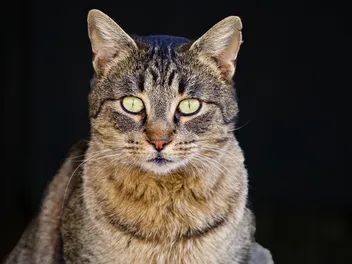 American Wirehair Cat Breed: Info, Pictures, Temperament & More