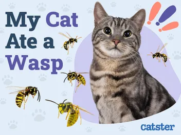My Cat Ate a Wasp: Is It Dangerous? Vet Reviewed Signs & Treatments