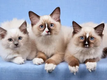 Ragdoll Kittens for Sale in Washington (2026 Breeders List)