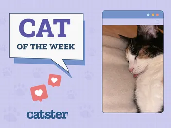 Catster Photo Contest: Cats of the Week Winners (May 29, 2025)