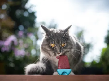 6 DIY Cat Popsicle Recipes (Vet-Approved)