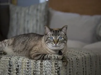 How Much Do Siamese Cats Purr? Facts & FAQ
