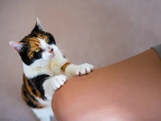My Cat Is Addicted to Treats, What Can I Do? (Vet Answer)