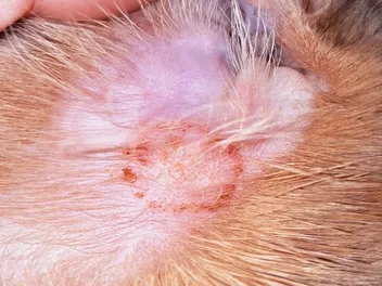 Can Indoor Cats Get Ringworm? Vet-Reviewed Signs, Causes, Diagnosis & Treatment