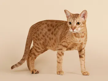 12 Ocicat Colors & Patterns (With Pictures, Vet-Reviewed)