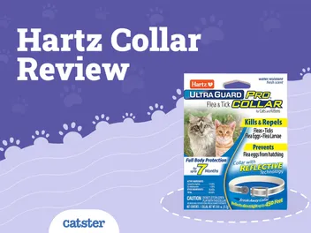 Hartz Ultraguard Flea & Tick Collar for Cats Review in 2026: Pros, Cons & FAQ