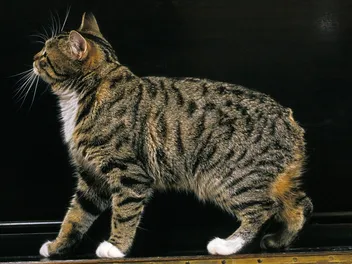 History of the Manx Cat: Taking a Look at Their Past (Vet-Verified)