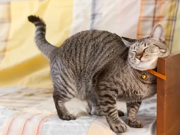 Why Does My Cat Rub Against Things? 6 Vet-Reviewed Reasons