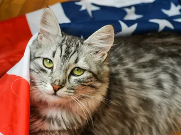 Why Is There an M on My Cat's Forehead? Facts & FAQ
