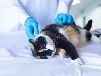 Kidney Failure in Cats: Vet-Reviewed Facts & When to Euthanize