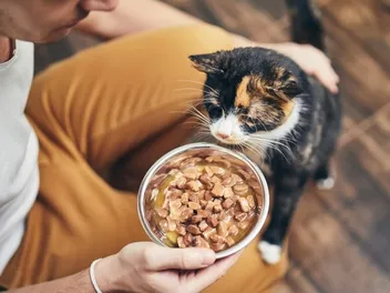 How to Put Weight on Your Cat: Our Vets Answer