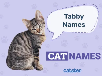 235 Tabby Cat Names for Felines With Swirls, Stripes & Spots