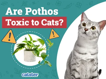 Are Pothos Toxic to Cats? Vet-Verified Facts & Information