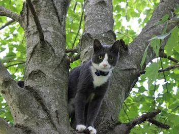 How to Stop a Cat From Climbing a Tree: 8 Methods & Safety Tips