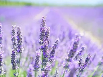Does Lavender Calm Cats? Vet-Reviewed Facts & FAQ