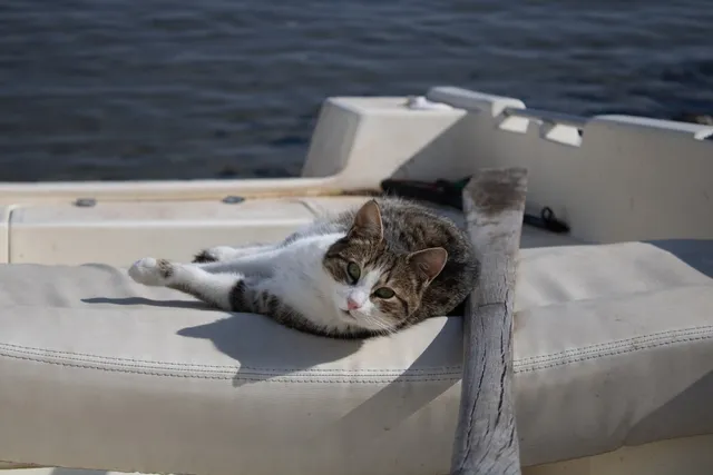 When Were Cats First Brought to America? Historical Facts & FAQ