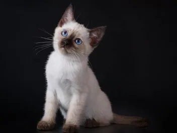 Siamese Kittens For Sale in the UK: 2026 Breeders List