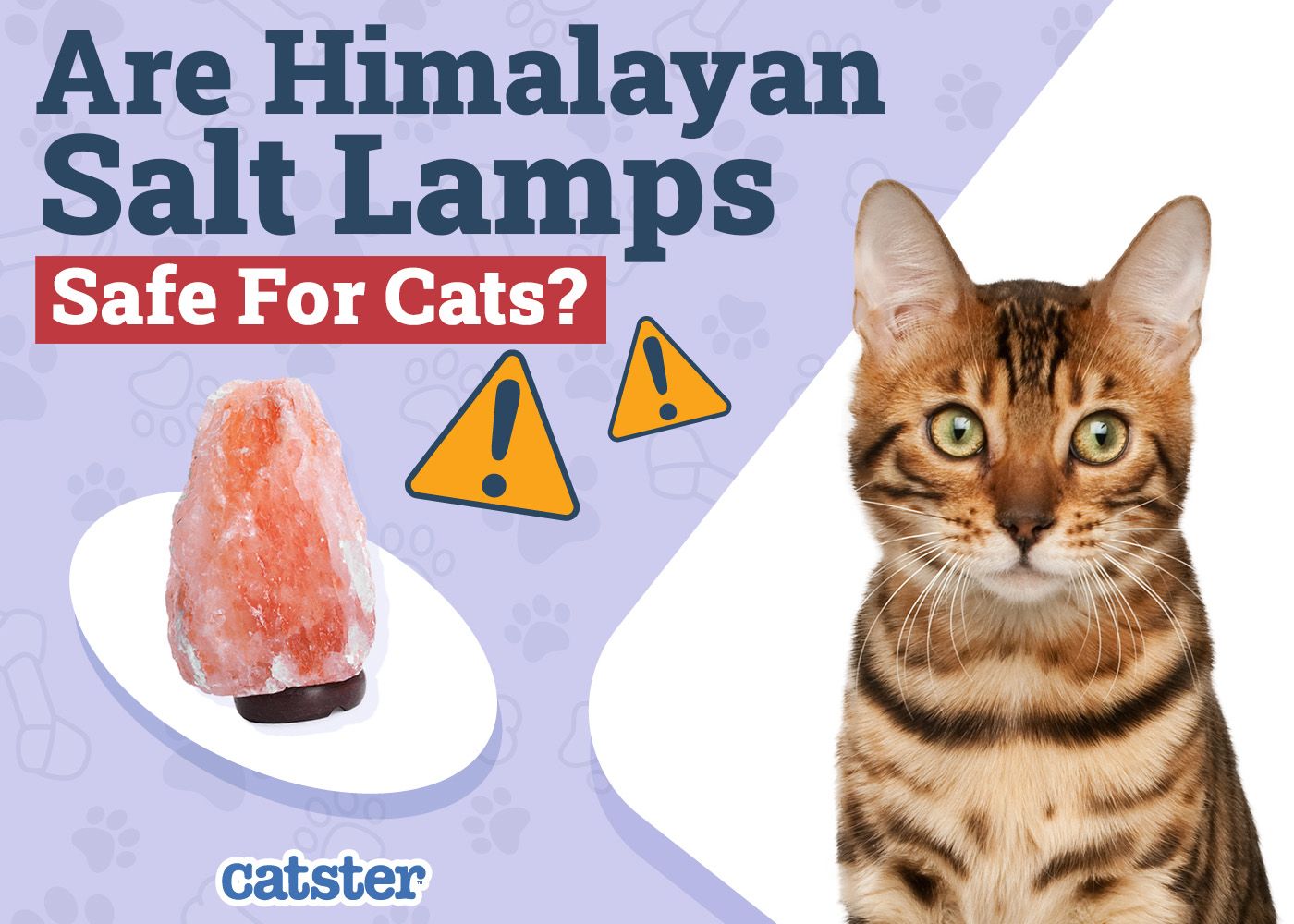 Catster_Are Himalayan Salt Safe for Cats