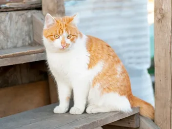 10 DIY Pet Stairs, Ramps, & Steps You Can Make Today (With Pictures)