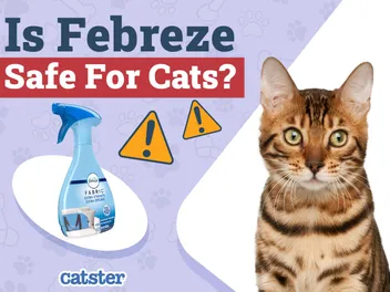 Is Febreze Safe for Cats? Precautions & Alternatives
