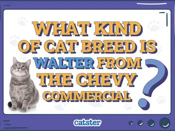 What Kind of Cat Breed Is Walter from the Chevy Commercial? Feline History on the Media