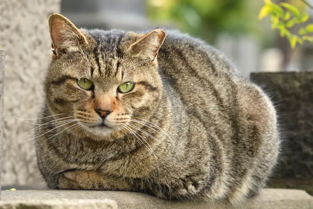 7 Fascinating Facts About the Brown Tabby Cat (Vet-Verified)